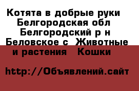 Котята в добрые руки - Белгородская обл., Белгородский р-н, Беловское с. Животные и растения » Кошки   